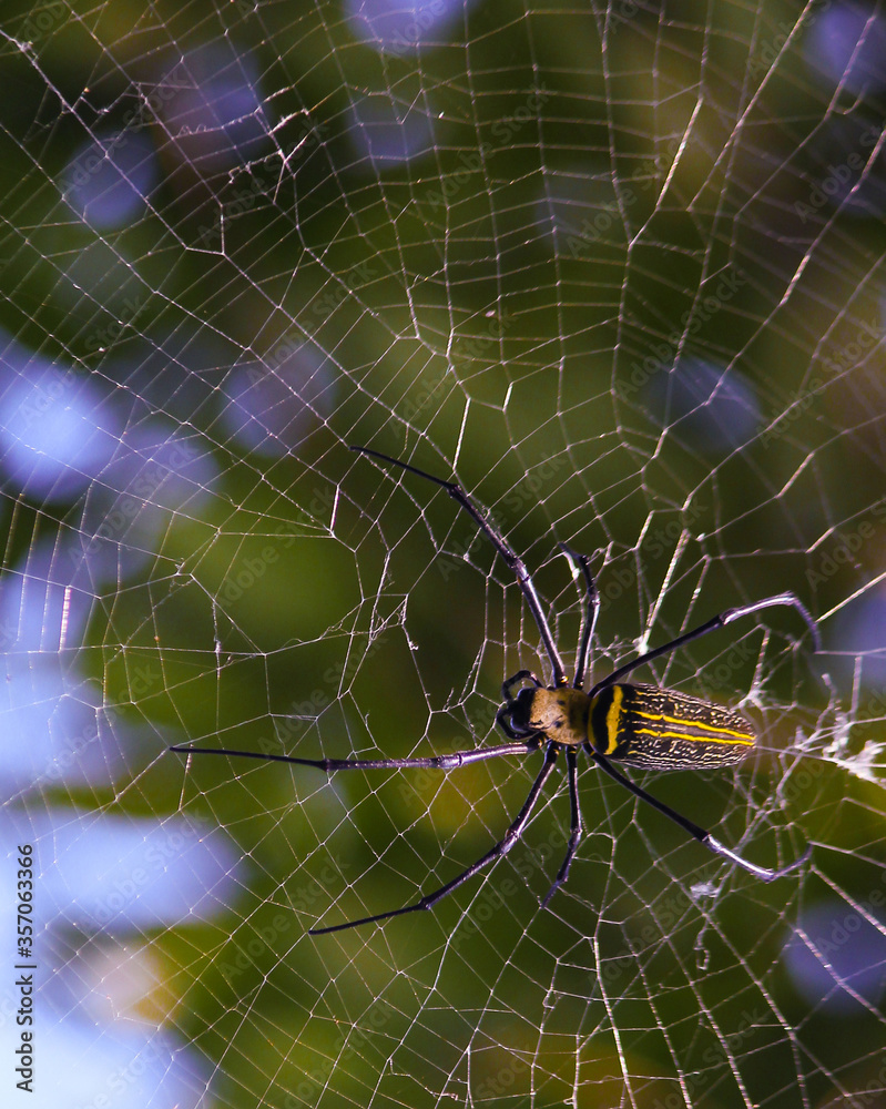 Naklejka premium Macro close up detail of Nephilinae spider web, colorful vivid of white yellow orange red grey and black color with nature background. Spider sitting on web