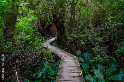 Tableau sur toile Scenic view of rainforest hiking trail in Pacific Rim National Park, British Col