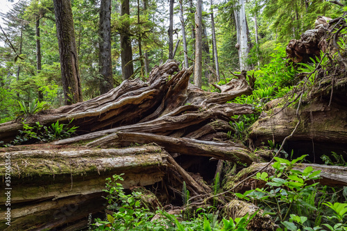 Scenic view of rainforest in Pacific Rim National Park  British Columbia
