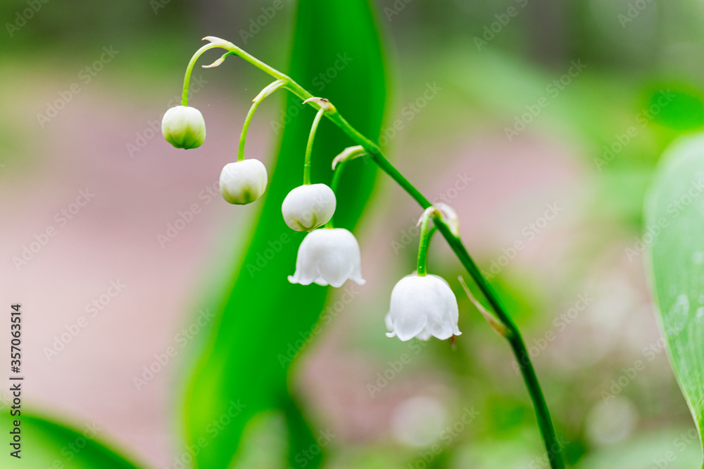 Lily of the valley, Convallaria majalis white flowers imacro in forest Lily of the valley, Convallaria majalis white flowers imacro in forest