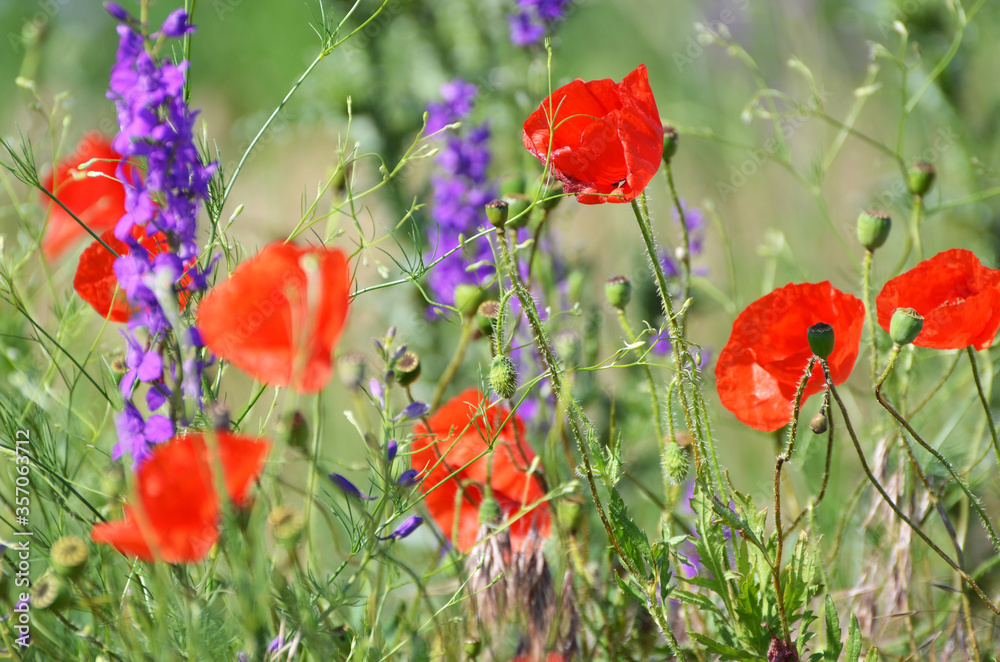 Obraz premium Field of red poppy flowers, rural landscape for covers,typography. Nature photo.Ukraine
