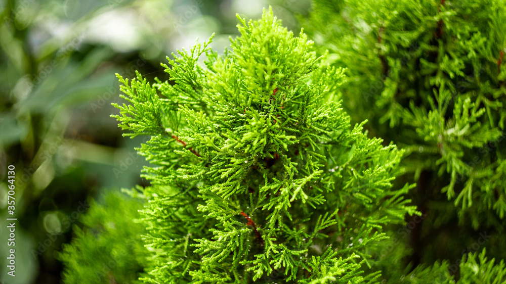 Bushes of green spring thuja, horizontal photo of evergreens in the garden.Bright photo in lush green colors. Bushes of green spring thuja, horizontal photo of evergreens in the garden.Bright photo in lush green colors.