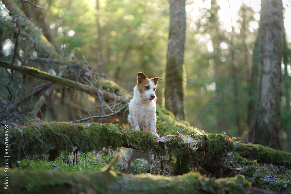 dog in the forest. Jack Russell Terrier put paws on a log. .Pet walk on nature dog in the forest. Jack Russell Terrier put paws on a log. .Pet walk on nature