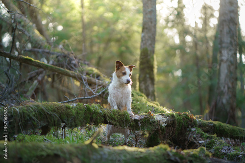 dog in the forest. Jack Russell Terrier put paws on a log. .Pet walk on nature