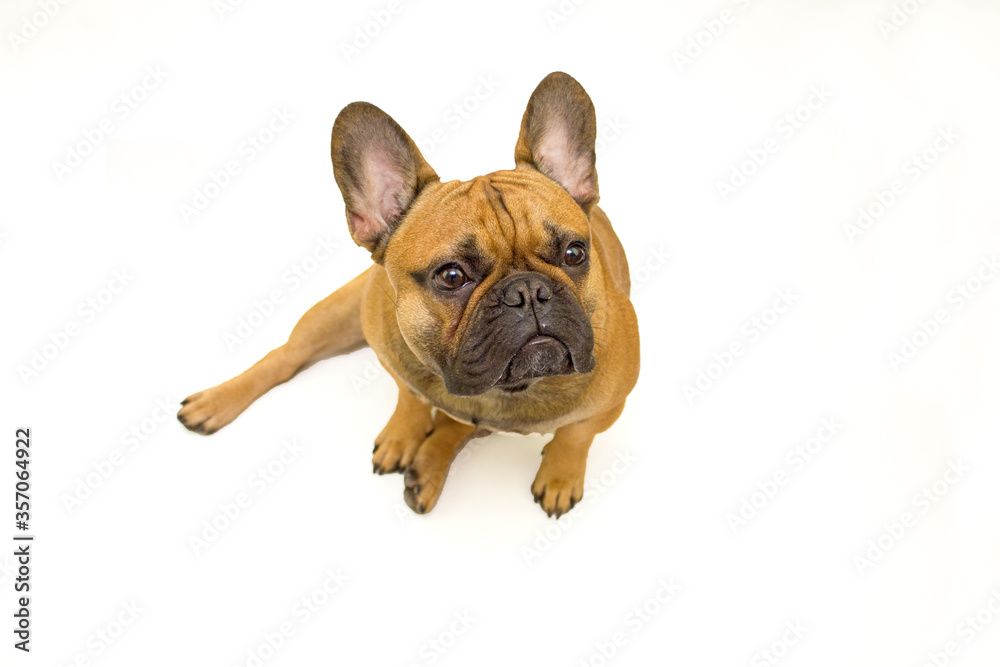 Obraz premium dog French Bulldog breed sitting on a white background isolate, the concept of the content and care of pets, veterinarian and dog handler