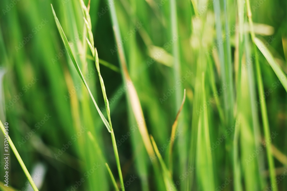 Obraz premium Green grass summer photography close-up