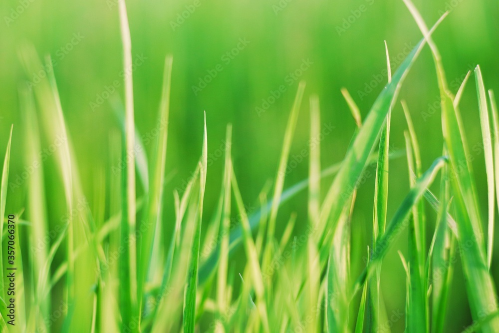 Green grass closeup photography. Abstract wallpaper summer nature