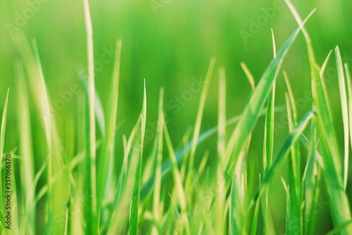 Green grass closeup photography. Abstract wallpaper summer nature