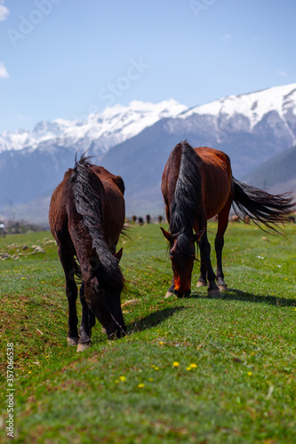 two beautiful horses in caucasian mountains