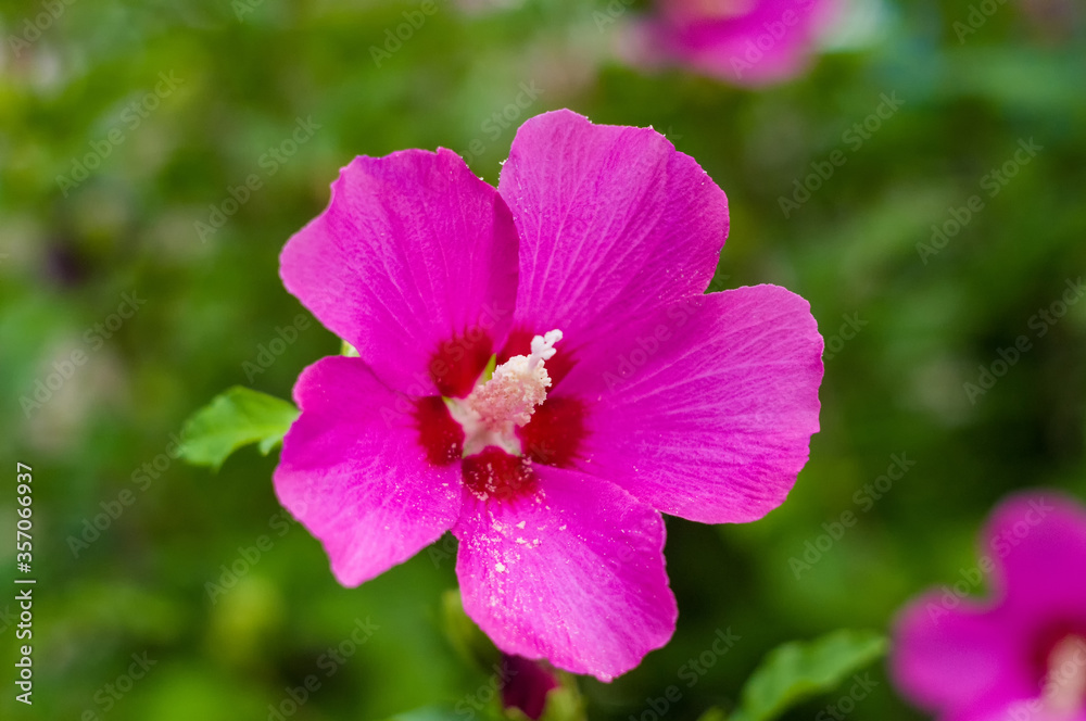 Bright Hibiscus flower blooming in the tropical garden, in soft focus on natural green bokeh background Bright Hibiscus flower blooming in the tropical garden, in soft focus on natural green bokeh background