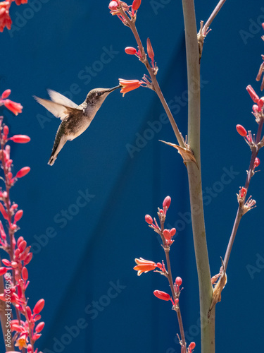 Female Hummingbird Feeding