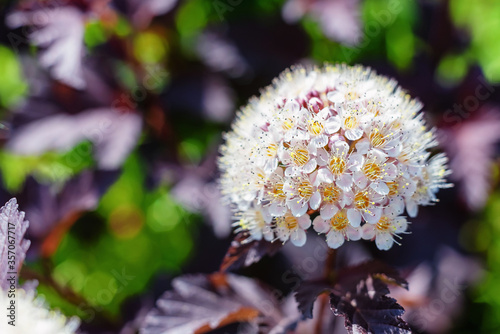 White blossoms of physocarpus in the garden. photo