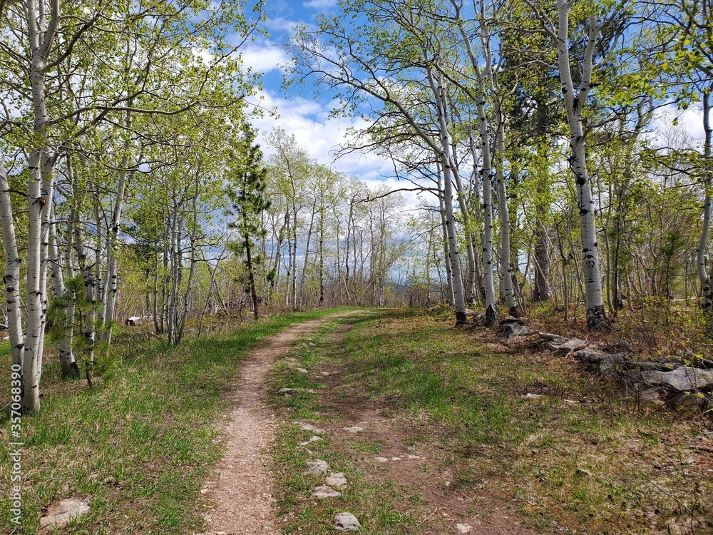Fototapeta premium path in the park