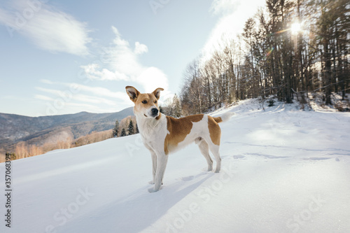 Fototapeta Naklejka Na Ścianę i Meble -  A dog that is standing in the snow