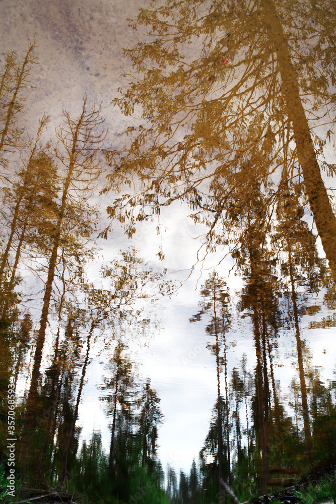 Beautiful reflection of trees in the forest lake Beautiful reflection of trees in the forest lake