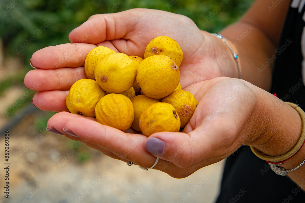 Argan fruit oil in the palm of the hand
Argania is a genus of flowering plants containing the sole species Argania spinosa, known as argan Argan fruit oil in the palm of the hand
Argania is a genus of flowering plants containing the sole species Argania spinosa, known as argan