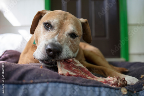 pit bulldog having a bone © SHELL