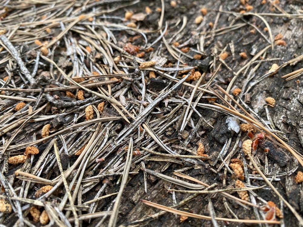 Nahaufnahme eines Holzbrettes mit Nadeln Nahaufnahme eines Holzbrettes mit Nadeln