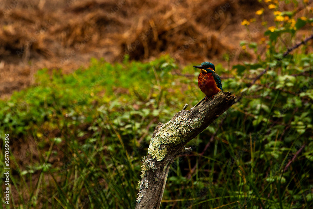 Obraz premium Kingfisher