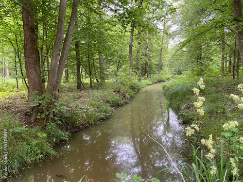 Kanal in einem Wald