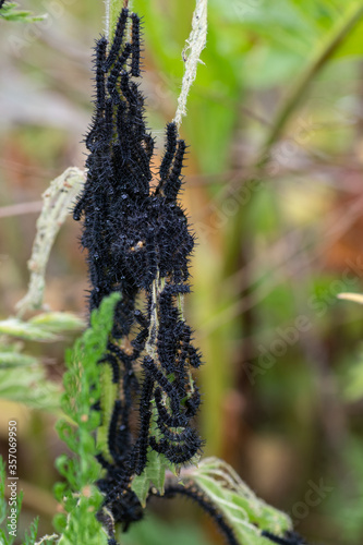 Peaccock butterfly (Aglais io) caterpillars eating common nettles (Urtica dioica) photo