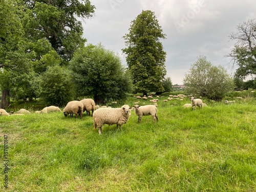 Schafe stehen auf der Weide
