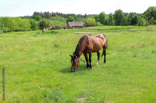 horse in the field © Iryna