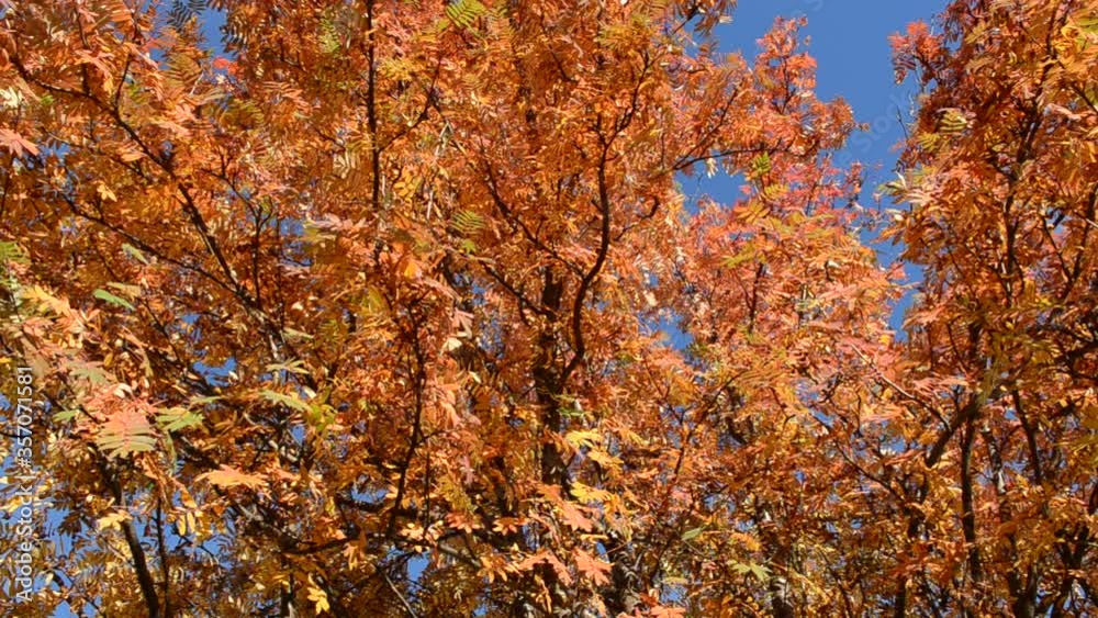 vibrant colors on autumn rowan tree on blue sky background in sunshine vibrant colors on autumn rowan tree on blue sky background in sunshine