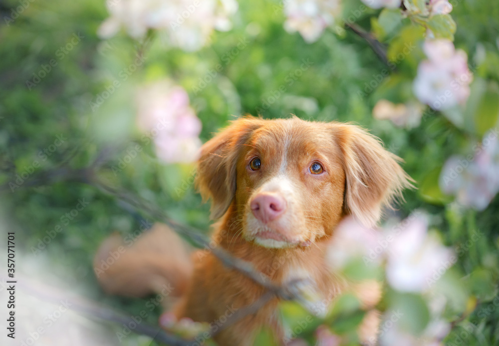 dog on the background of apple trees. Nova Scotia Duck Tolling Retriever in the spring near the flowers