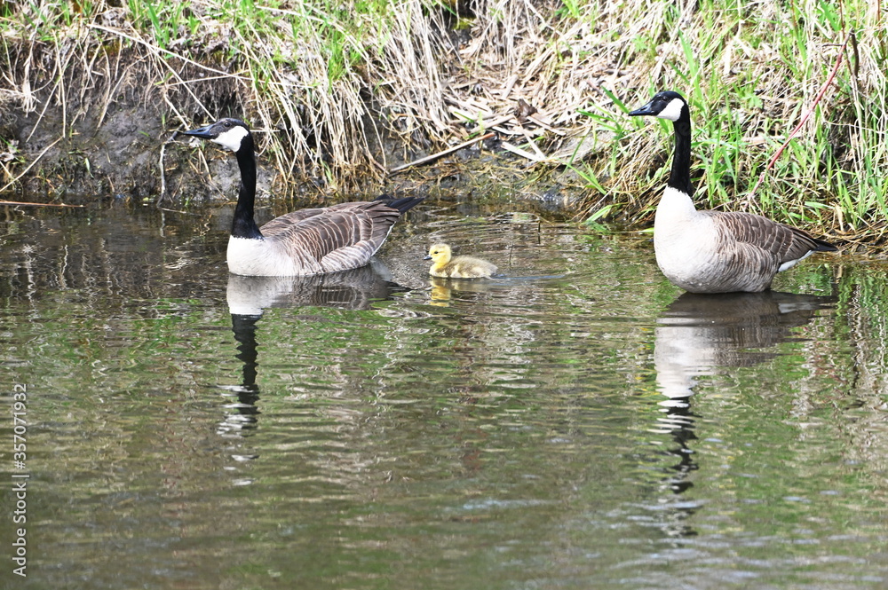 Family of Canada Geese