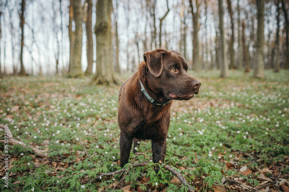 A large brown dog standing next to a forest