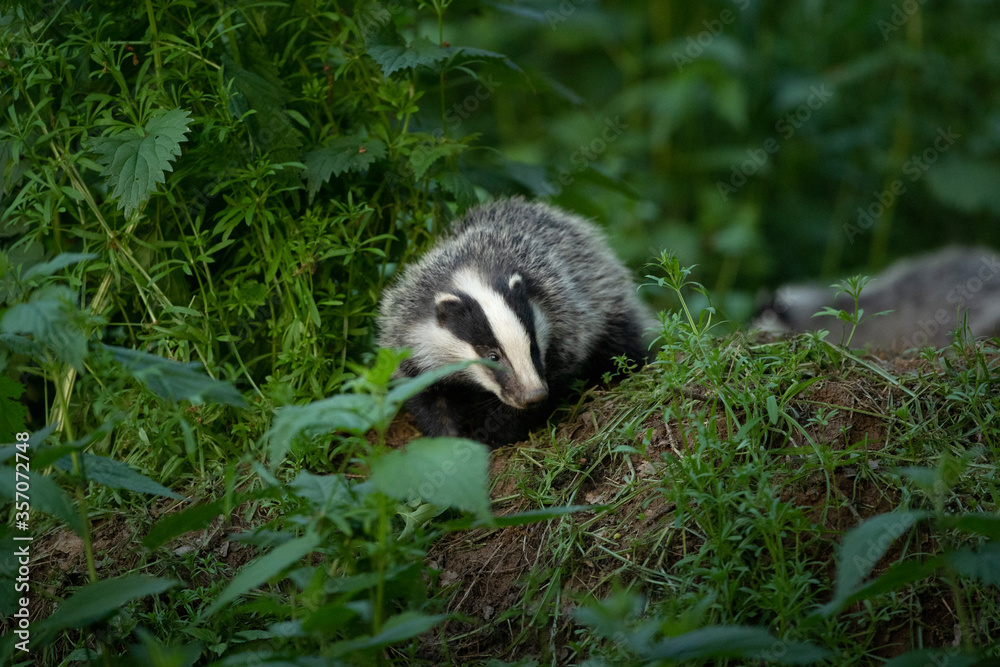 Obraz premium European badger, meles meles, near your burrow. Badger family play in the forest. Badger offspring outside the burrow.