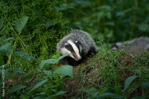 European badger, meles meles, near your burrow. Badger family play in the forest. Badger offspring outside the burrow.