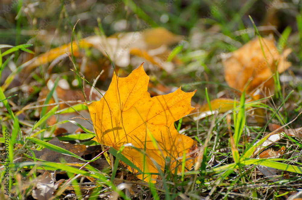 Yellow maple leaves background. Bright fallen leaves on the ground on a warm sunny autumnal day. Yellow maple leaves background. Bright fallen leaves on the ground on a warm sunny autumnal day.