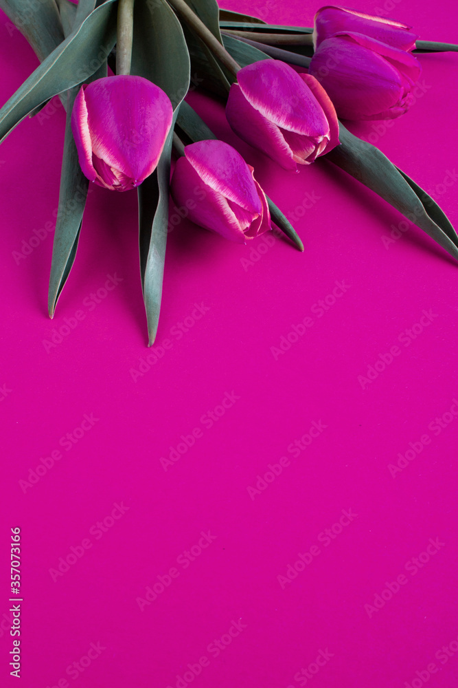 Background with spring flowers and place for text. Pink tulips on the background. Background with spring flowers and place for text. Pink tulips on the background.