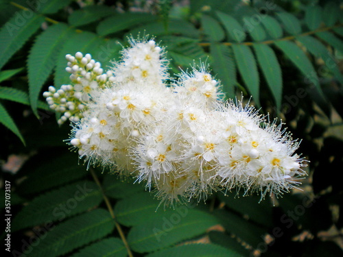 Branch of spirea or spiraea. Blooming spirea white small flowers   leaves background pattern. Spirea shrub foliage pattern. Bush of white flowers. Japanese growing flowers   leaves pattern in garden