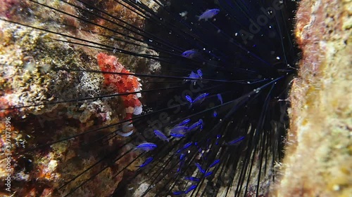 fish hiding in the needles of sea urchin underwater protection ocean behaviour scenery photo