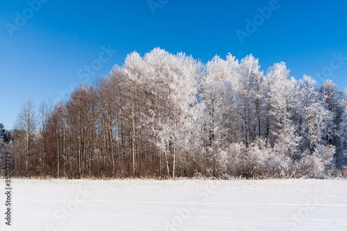 Snowy field with traces, trees at winter