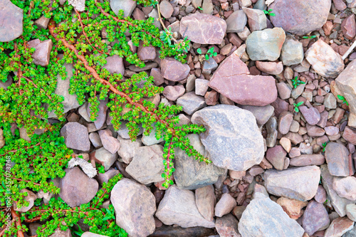 Wallpaper Mural Beautiful textured rock wall with green plants growing over the stones Torontodigital.ca