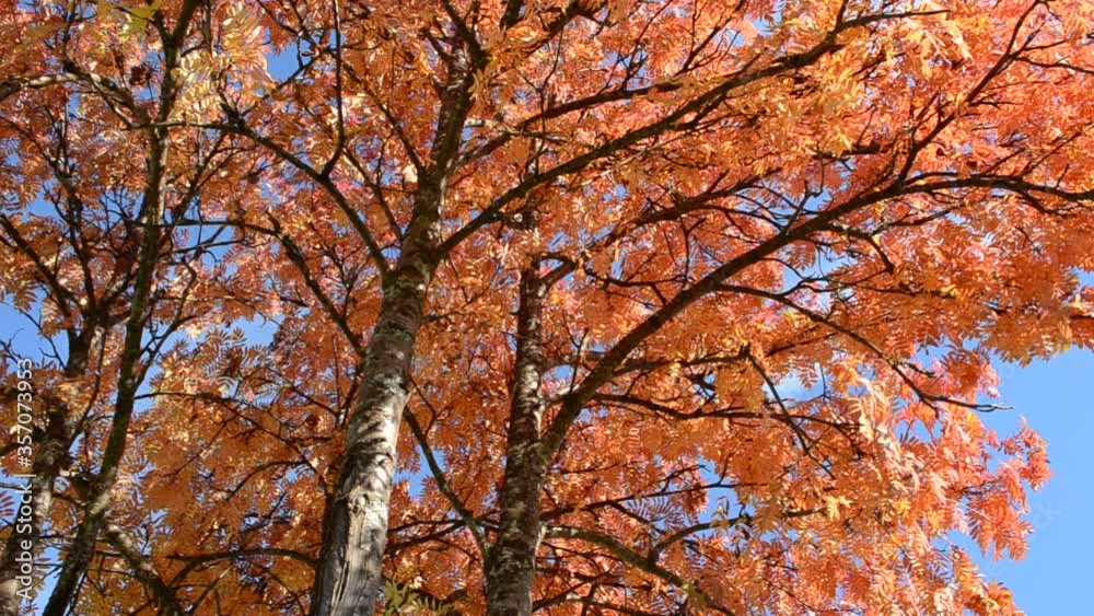 vibrant colors on autumn rowan tree on blue sky background in sunshine vibrant colors on autumn rowan tree on blue sky background in sunshine