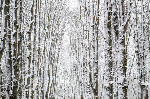 Winter forest. Snow covered trees in the forest.