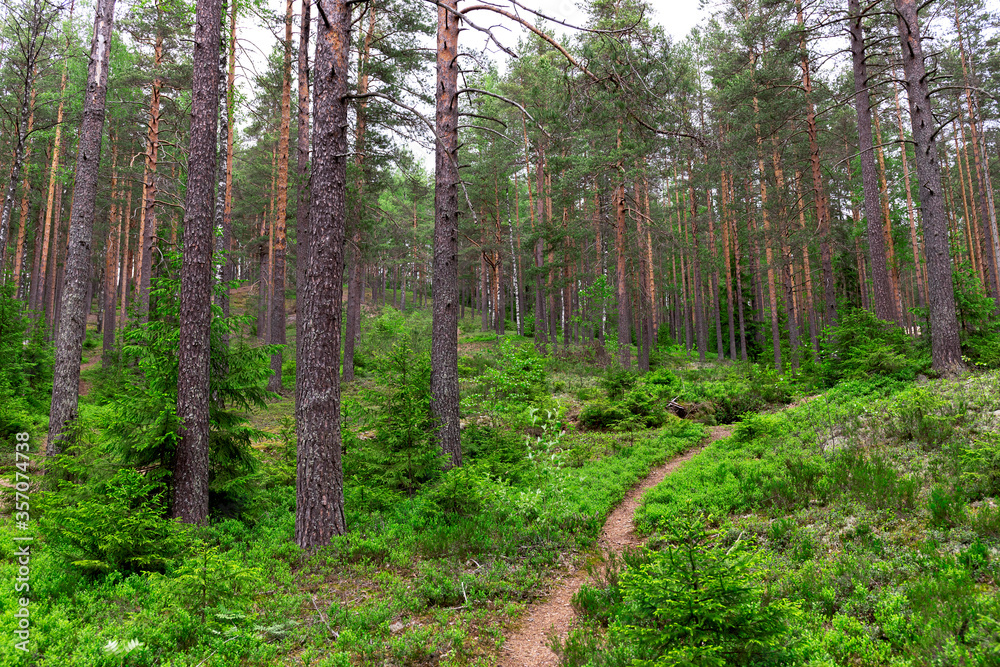 Panorama of a mixed forest at autumn sunny day/ Autumn Forest Panorama of a mixed forest at autumn sunny day/ Autumn Forest