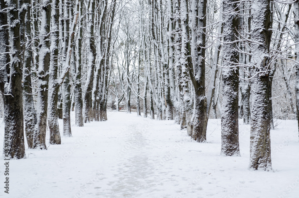 Winter forest. Snow covered trees in the forest. Winter forest. Snow covered trees in the forest.