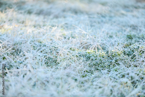 Close up blades of grass covered in frost on cold winter morning © Caseyjadew