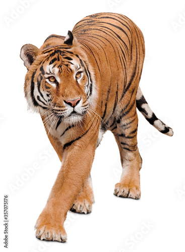 Curious beautiful tiger isolated on white background