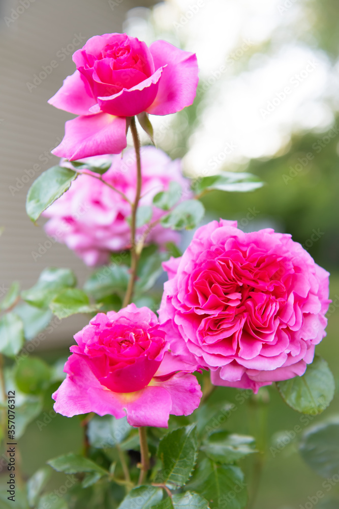 Pink Roses