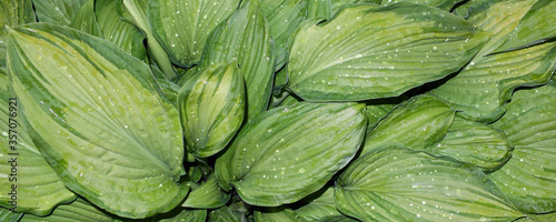 Panoramic image. The dew on the leaves hosta. A plant for a summer garden.