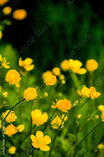 field of yellow flowers