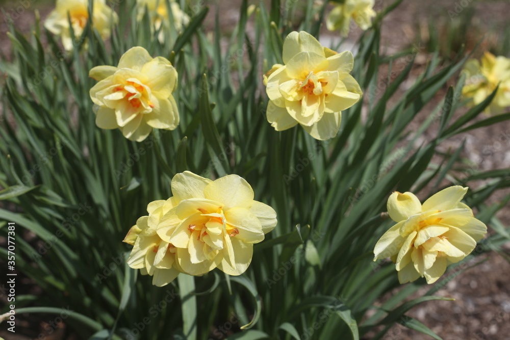 yellow daffodils in spring