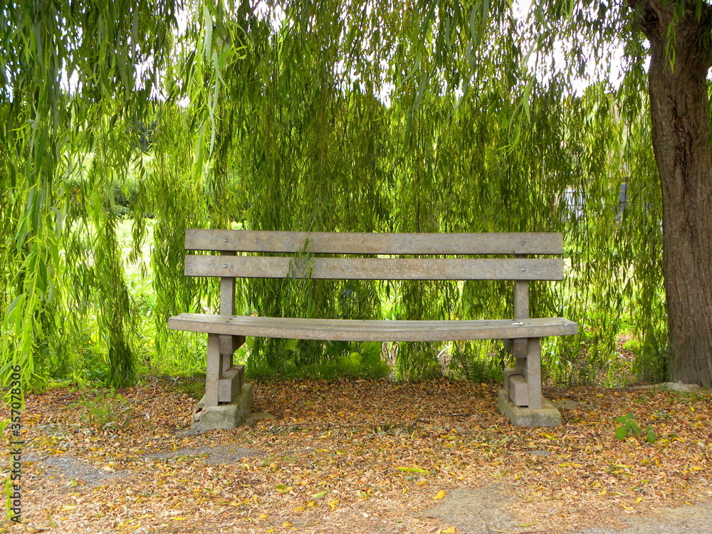 Wooden bench and sprawling willow tree. Green willow branches hang like garlands.